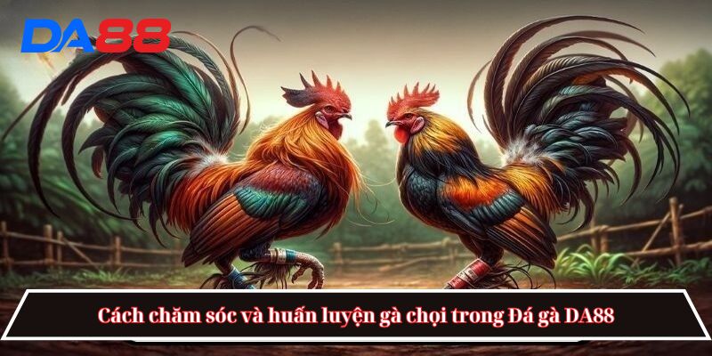Đá gà DA88